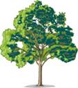 Tree image